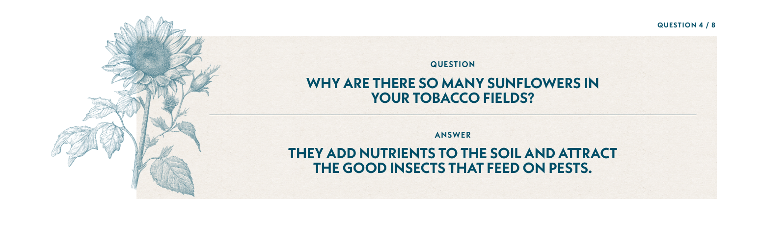 Q4: Why are there so many sunflowers in your tobacco fields?  A4: They add nutrients to the soil and attract the good insects that feed on pests.