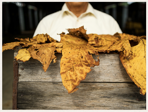 Tobacco aged for 18 months