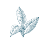 tobacco leaves icon