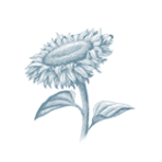 earth icon